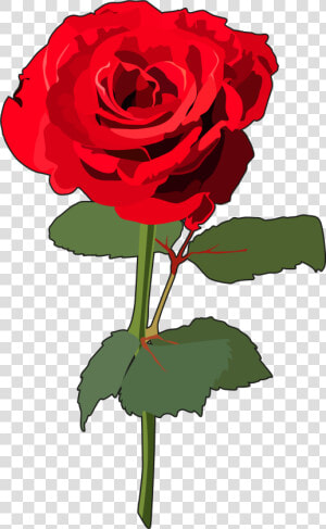 Transparent Rosas Png   Rosa Con Tallo Png  Png Download