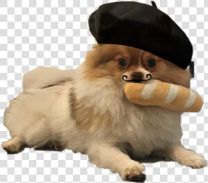  cute  dog  pomeranian  paris  baguette  freetoedit  HD Png Download