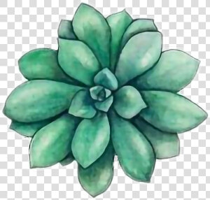 Succulents Drawing   Succulents Tumblr Drawing  HD Png Download