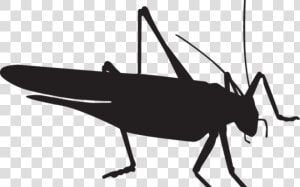 Transparent Free Praying Mantis Clipart   Grasshopper Silhouette Png  Png Download