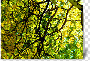 Aspen Gold Greeting Card   Stained Glass  HD Png Download