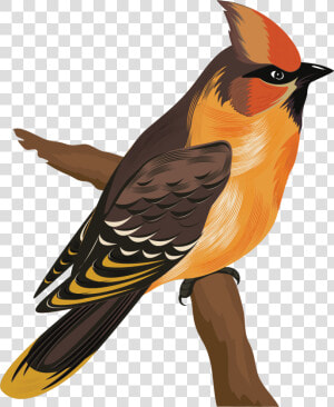 Bird Species Cartoon  HD Png Download