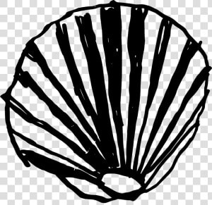 Clam Shell Png  Transparent Png