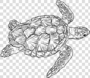 Loggerhead Turtle Clip Arts   Sea Turtle Line Art  HD Png Download