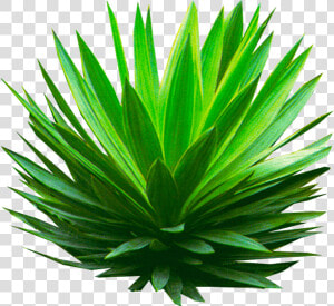 Plant perennial Plant   Shrub Agave Png  Transparent Png