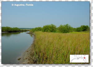 Saint Augustine  Florida   Salt Marsh Mangrove Ecotone  HD Png Download