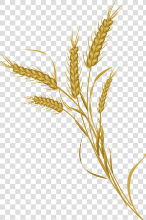 Wheat Transparent Pictures   Transparent Transparent Background Wheat Icon  HD Png Download