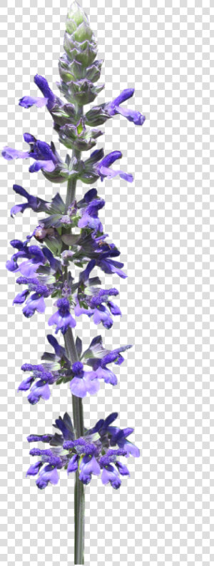 Flower Stem Blue Free Photo   Lavender Flower Stem Png  Transparent Png