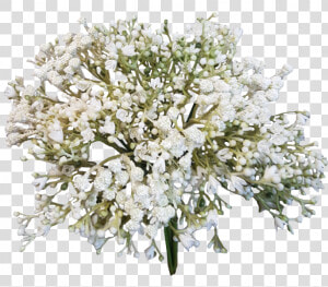 Baby Breath Flower Png   Png Download   Baby Breath Flower Png  Transparent Png