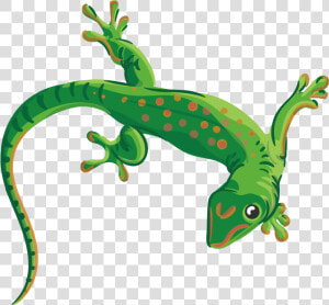 Collection Of Free Lizard Vector Reptile   Transparent Background Lizard Clipart  HD Png Download