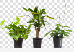 Dracaena  HD Png Download