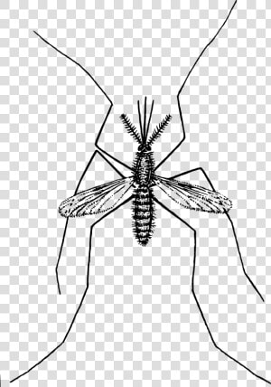 Mosquito Clip Arts   Mosquito Clipart No Background  HD Png Download