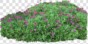 Mexican Petunia   Purple Flowers Bush Png  Transparent Png