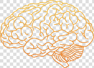 Human Brain Clip Art   Human Brain Brain Png  Transparent Png