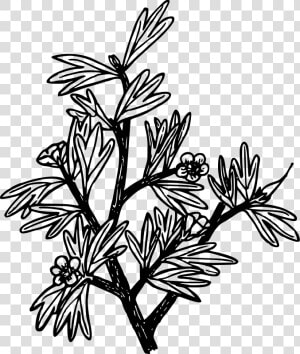 Line Art plant flora   Coloring Page  HD Png Download