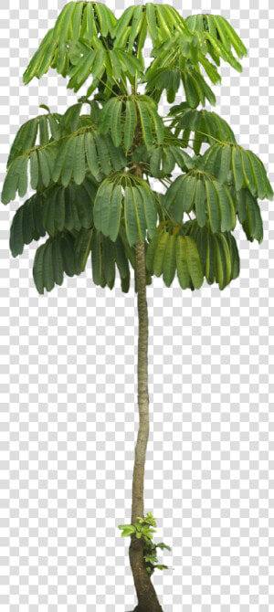 Schefflera Actinophylla Png  Transparent Png