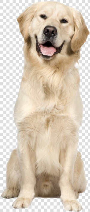 Golden Retriever Dog Png Image   Sitting Golden Retriever With Transparent Background  Png Download