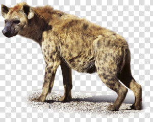 Hyena Transparent Images   Transparent Hyena Png  Png Download