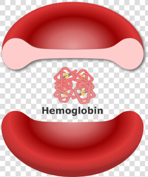 Hemoglobin In A Red Blood Cell  HD Png Download