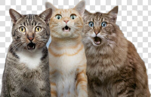 Cat Dog Pet   Surprised Cat And Dog  HD Png Download