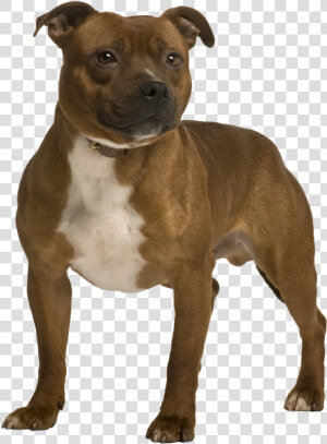 American Staffordshire Terrier  HD Png Download