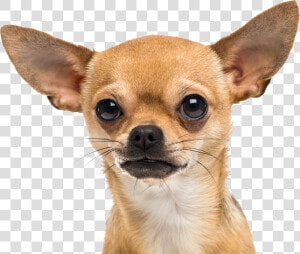 Small Dog   Chihuahua Png  Transparent Png