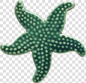 102tl Teal Starfish   Green Starfish  HD Png Download