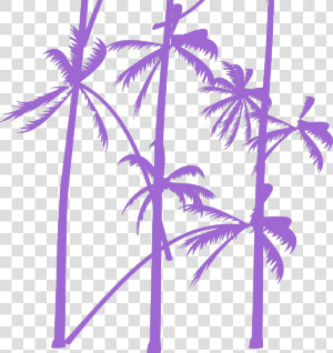 Palm Tree Vector   Attalea Speciosa  HD Png Download