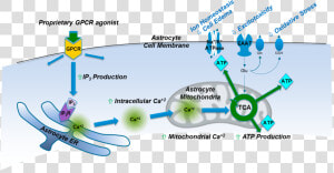 Moa Schematic   Graphic Design  HD Png Download