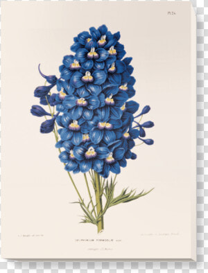 Blue Flowers Vintage Illustrations  HD Png Download