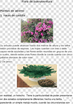 Plantas Medicinales De Buenaventura  HD Png Download