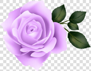 Purple Rose Png   Purple Rose No Background  Transparent Png