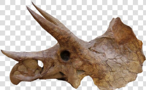 Triceratops Head Bones Png  Transparent Png