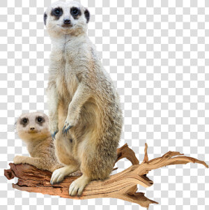 Suricata Png  Transparent Png