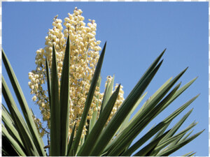 Yucca Schidigera Png  Transparent Png