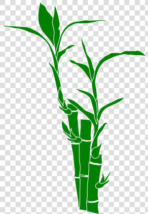 Bamboo  Plant  Nature  Leaves  Wood  Gramineous Plant   Bamboo Clipart  HD Png Download