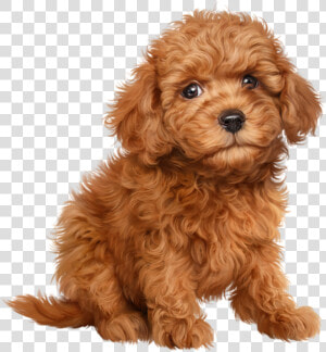 Chiens Dog Puppies Wallpapers   Show Type Cocker Spaniel  HD Png Download