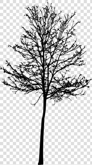 Tree Silhouette Png Roots   Tree With Roots Silhouettes  Transparent Png