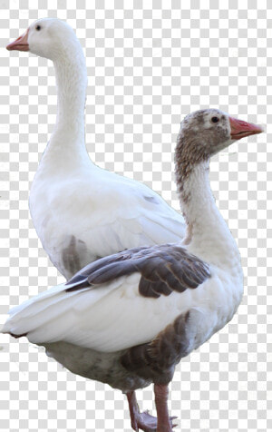 Clip Art American Buff Goose   Snow Goose  HD Png Download