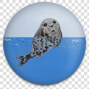 Happy Seals Magnet Set   Harbor Seal  HD Png Download