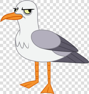 Seagull Illustration Png   Seagull Clipart  Transparent Png