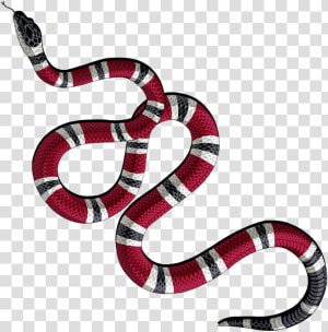 Milksnake  HD Png Download