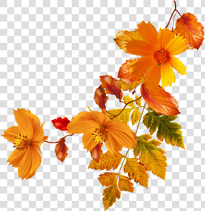 Flower Autumn Clip Art   Transparent Background Autumn Flower Clipart  HD Png Download