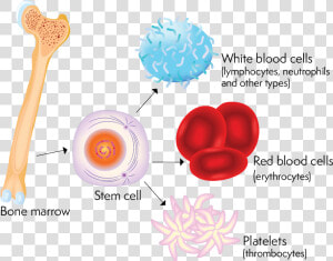 Image Showing How Bone Marrow Produces Stem Cells That  HD Png Download