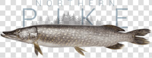 Northern Pike  HD Png Download