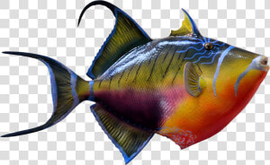 Portable Network Graphics Goldfish  amp  Tropical Fish   Color Fish Images Png  Transparent Png