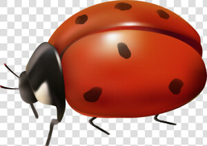 Ladybird Beetle Clip Art   Transparent Background Ladybug Clip Art  HD Png Download