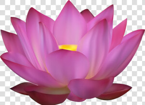 Transparent Lotus Vector Png   Flower Pink Lotus Png  Png Download