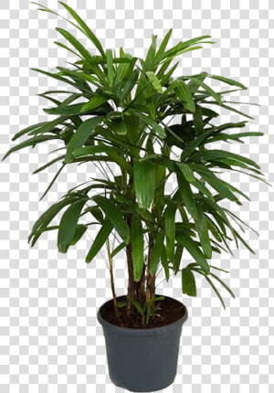 Picture Of Broad Lady Palm   Lady Palm  HD Png Download