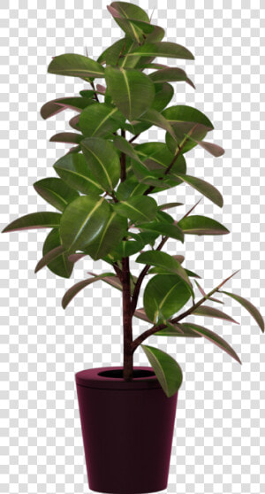 Houseplant  HD Png Download